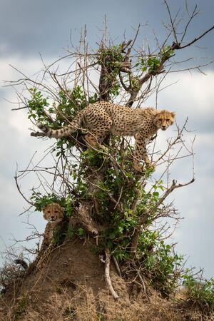 Cheetah cub standing in bush above anotherの写真素材