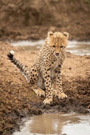 Cheetah cub sits by water looking downの写真素材