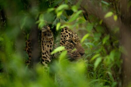Close-up of leopard seen through leafy bushesの写真素材