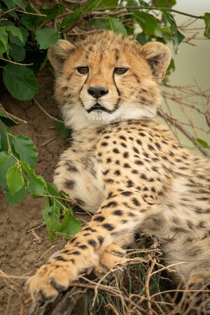 Close-up of cheetah cub lying against moundの写真素材