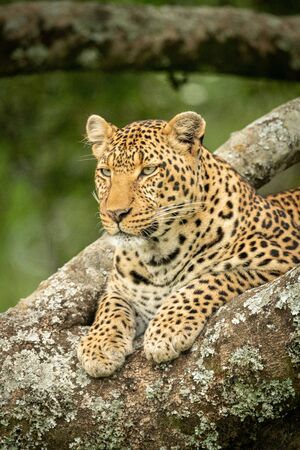Close-up of leopard looking down from treeの写真素材