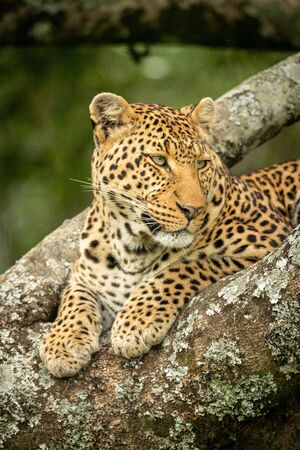 Close-up of leopard staring right in treeの写真素材