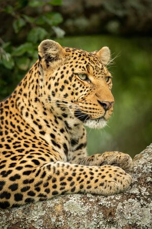 Close-up of leopard facing right on branchの写真素材