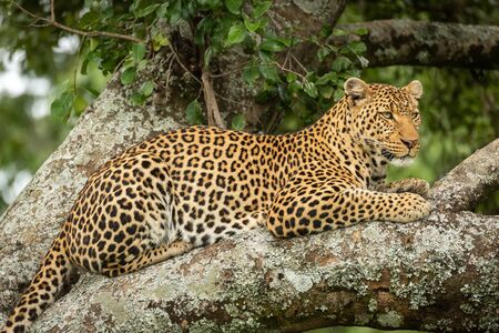 Close-up of leopard resting on lichen-covered branchesの写真素材