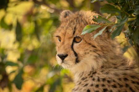 Close-up of cheetah cub sitting under leavesの写真素材