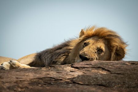 Close-up of male lion lying on rockの写真素材