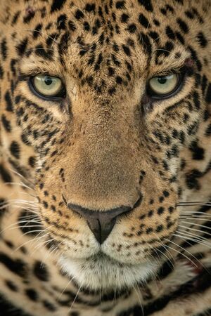 Close-up of male leopard staring down intentlyの写真素材