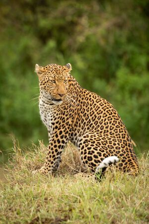 Leopard sits on grass bank looking backの写真素材