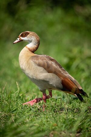 Egyptian goose walks in grass facing leftの写真素材