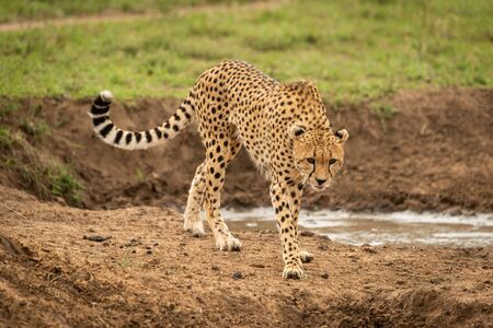 Female cheetah walks past muddy water hole