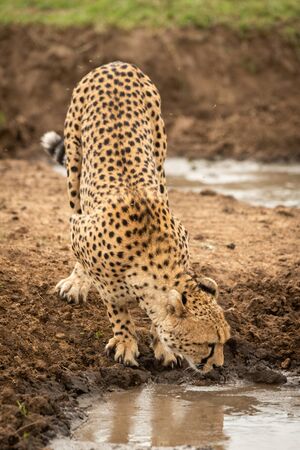 Female cheetah stands drinking from water holeの写真素材