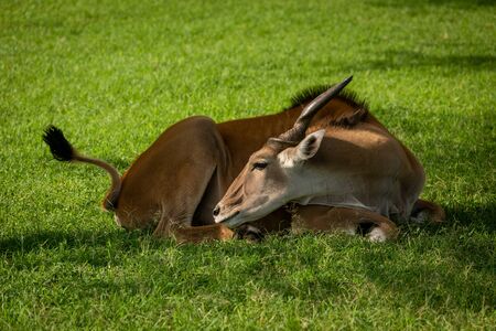 Common eland lies turning head towards tailの写真素材