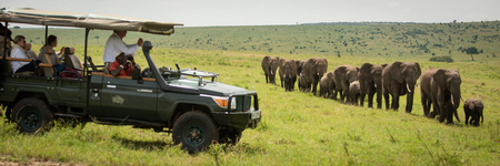 Guests in truck watch elephants walking pastのeditorial素材