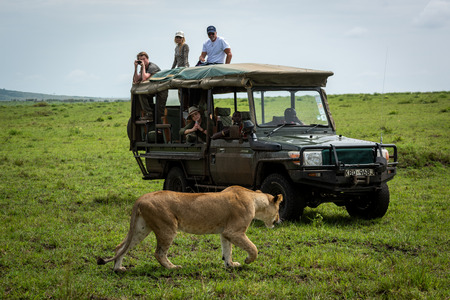 Guests in truck watch lioness walk pastのeditorial素材