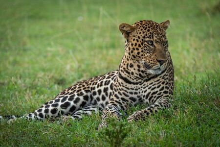 Male leopard lying in grass looking rightの写真素材