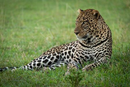 Male leopard lying in grass staring leftの写真素材