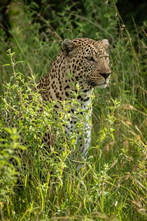 Male leopard sits in bushes facing rightの写真素材