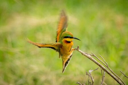 Little bee-eater flaps wings landing on branchの写真素材