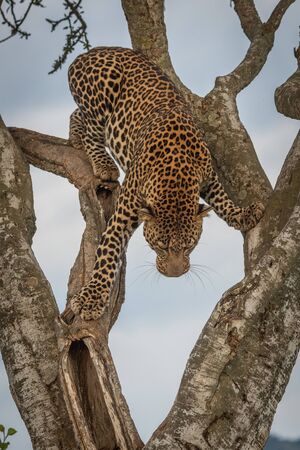 Male leopard climbs carefully down forked treeの写真素材