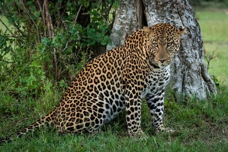 Male leopard sitting by tree turning headの写真素材