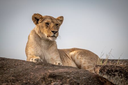 Lioness lies on rocks under blue skyの写真素材