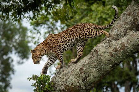 Leopard walks down lichen-covered branch lifting pawの写真素材