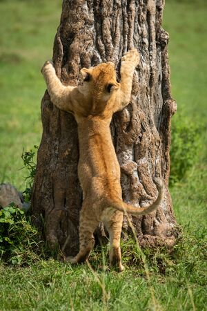 Lion cub tries to climb tree trunkの写真素材