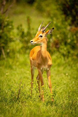 Male impala stands in grass turning headの写真素材