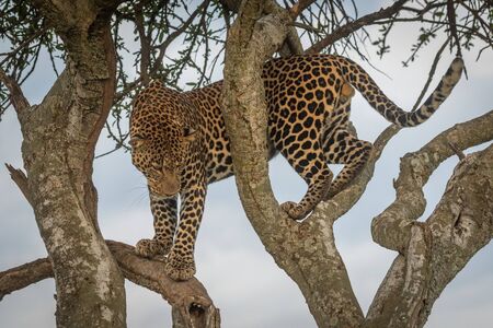 Male leopard stands on branches looking downの写真素材