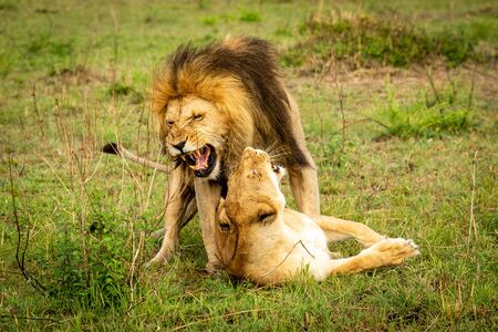 Male lion bares teeth mating in grassの写真素材