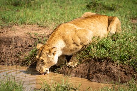 Lioness lies drinking from pool in sunshineの写真素材