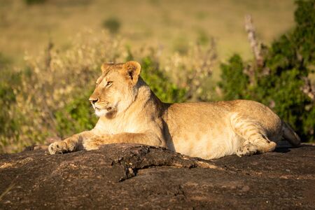 Lioness lies facing left on sunny rockの写真素材