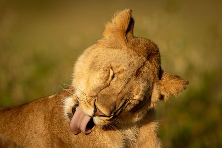 Lioness lies licking shoulder with eyes closedの写真素材