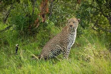 Male leopard sits in grass looking roundの写真素材