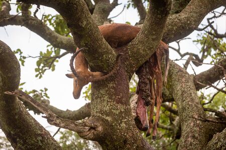 Male impala carcase in tree trailing gutsの写真素材
