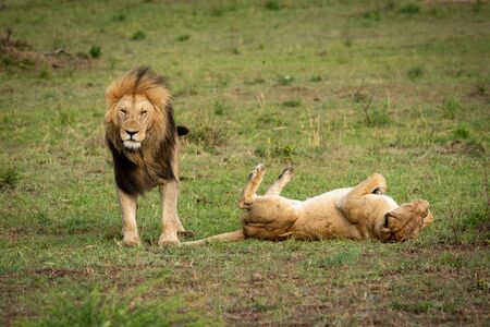 Lion stands over lioness rolling on backの写真素材