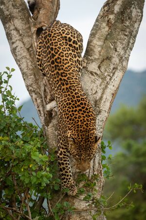 Male leopard climbs down tree by bushの写真素材