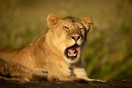 Lioness lies yawning on rock in sunshineの写真素材