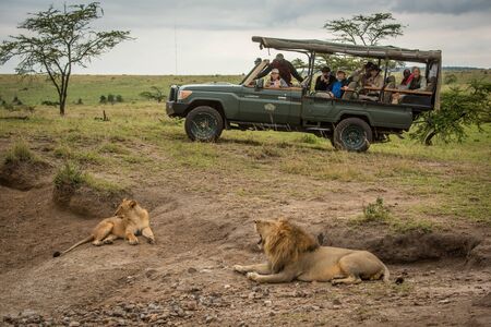 Male and female lion lie near truck