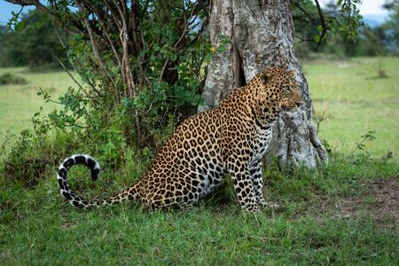 Male leopard sitting by tree in profileの写真素材