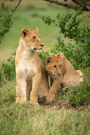 Lion cubs sit in bushes looking rightの写真素材