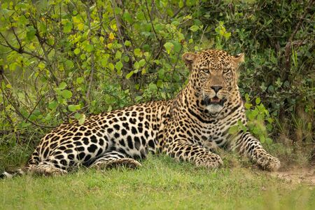 Male leopard lies on grass by bushの写真素材