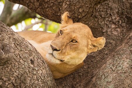 Lioness lies in tree looking over savannahの写真素材