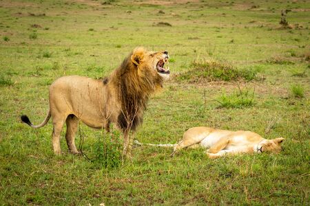 Male lion bares teeth standing over lionessの写真素材
