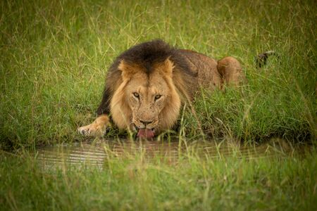 Male lion lies drinking from water holeの写真素材