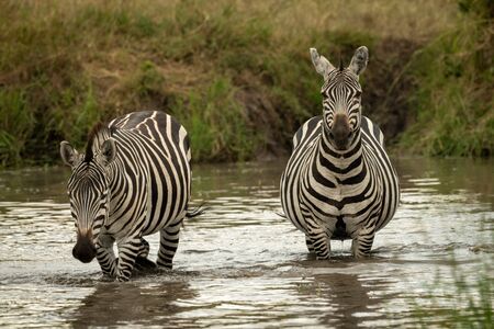 Plains zebra walks past another in poolの写真素材