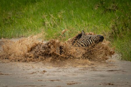 Plains zebra struggles towards riverbank in sprayの写真素材