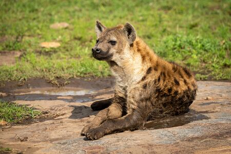 Spotted hyena lies on rock facing leftの写真素材