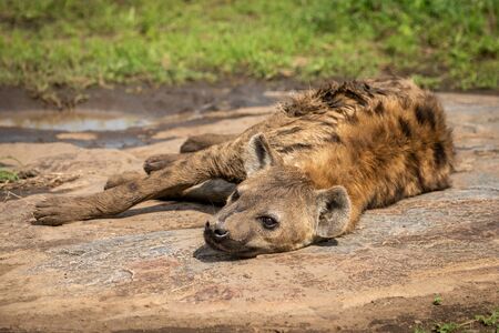 Spotted hyena lying on rock with catchlightの写真素材