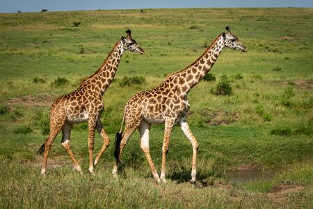 Two Masai giraffe cross savannah in sunshineの写真素材